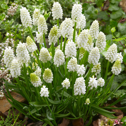 Szafirek (muscari) White Magic