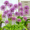 Allium - Czosnek Ozdobny Purple Rain