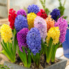 Hiacynt Ogrodowy Mix 3 szt