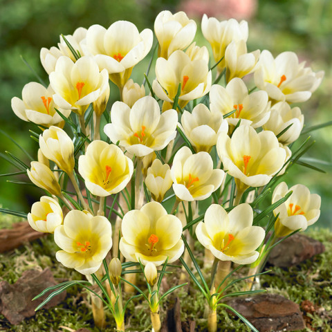 Krokus Botaniczny Cream Beauty 10 szt