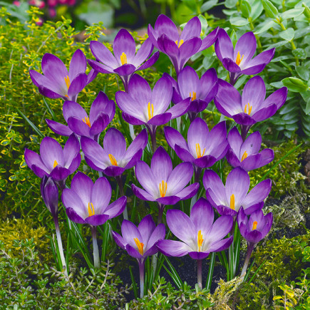 Krokus Botaniczny Ruby Giant