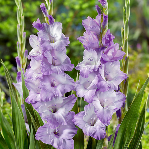 Gladiolus - Mieczyk Wielkokwiatowy Blue Tropic 5 szt