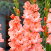 Gladiolus - Mieczyk Wielkokwiatowy Blushed Look