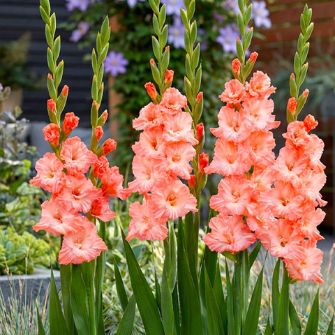 Gladiolus - Mieczyk Wielkokwiatowy Blushed Look 5 szt