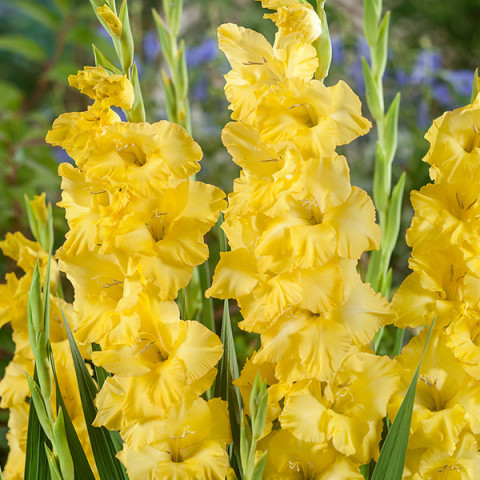 Gladiolus - Mieczyk Wielkokwiatowy Charisma 5 szt