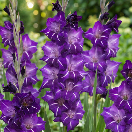 Gladiolus - Mieczyk Wielkokwiatowy Hallowy