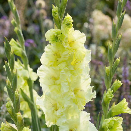 Gladiolus - Mieczyk Wielkokwiatowy Happy Touch