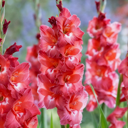 Gladiolus - Mieczyk Wielkokwiatowy Indian Summer 
