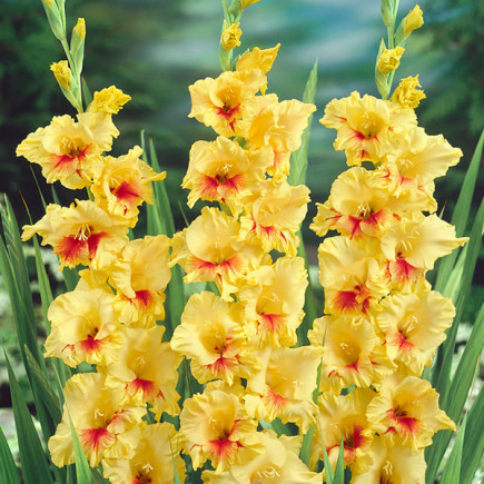 Gladiolus - Mieczyk Wielkokwiatowy Jester 