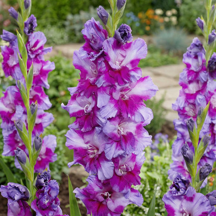 Gladiolus - Mieczyk Wielkokwiatowy Purple Art 
