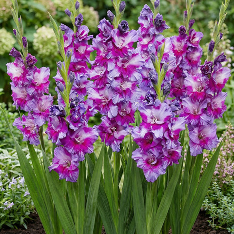 Gladiolus - Mieczyk Wielkokwiatowy Purple Art 5 szt