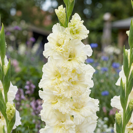 Gladiolus - Mieczyk Wielkokwiatowy Sweet Crystal 