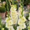 Gladiolus - Mieczyk Wielkokwiatowy Sweet Crystal 