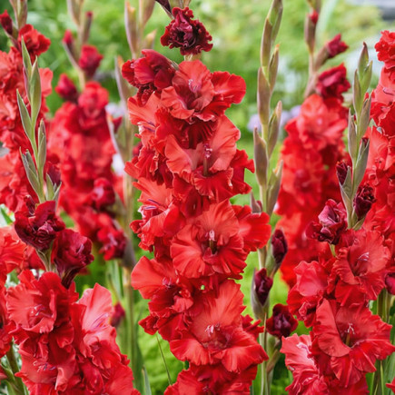 Gladiolus - Mieczyk Wielkokwiatowy Velvet Raspberry
