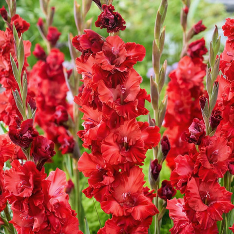 Gladiolus - Mieczyk Wielkokwiatowy Velvet Raspberry 5 szt