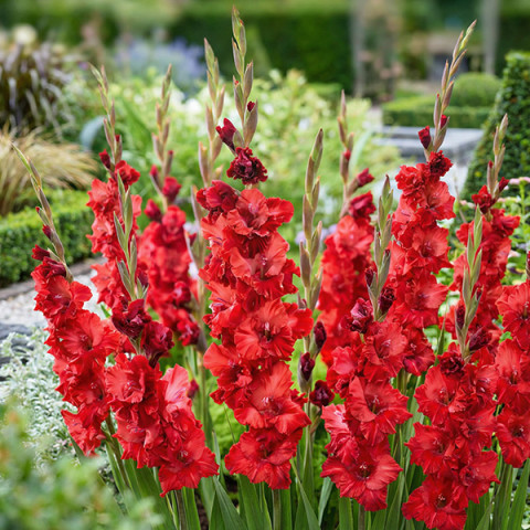 Gladiolus - Mieczyk Wielkokwiatowy Velvet Raspberry 5 szt
