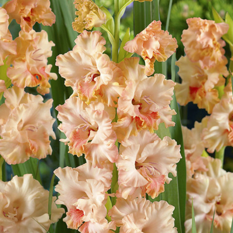 Gladiolus - Mieczyk Wielkokwiatowy Sisi Oferta Specjalna
