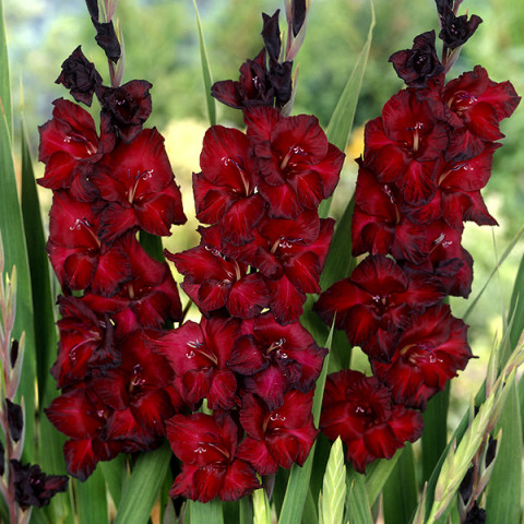 Gladiolus - Mieczyk Wielkokwiatowy Black Jack PREMIUM (gigantyczna cebulka)