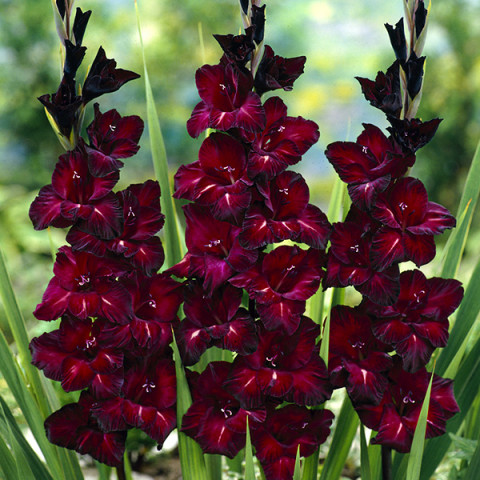 Gladiolus - Mieczyk Wielkokwiatowy Black Star PREMIUM (gigantyczna cebulka)