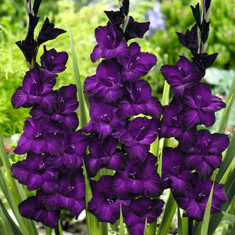 Gladiolus - Mieczyk Wielkokwiatowy Black Velvet PREMIUM (gigantyczna cebulka)