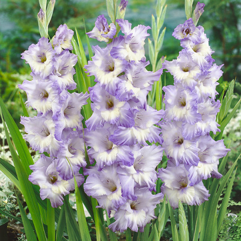 Gladiolus - Mieczyk Wielkokwiatowy Blue Frost PREMIUM (gigantyczna cebulka)