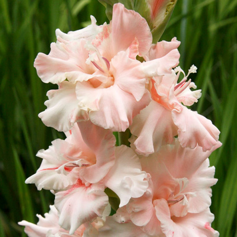Gladiolus - Mieczyk Karbowany Crispy Frizzle PREMIUM (gigantyczna cebulka)
