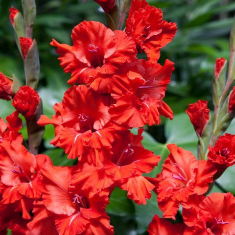 Gladiolus - Mieczyk Karbowany Fire Cracker PREMIUM (gigantyczna cebulka)