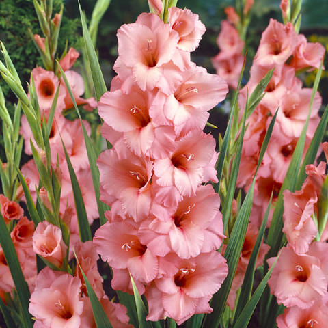 Gladiolus - Mieczyk Wielkokwiatowy Fortarosa PREMIUM (gigantyczna cebulka)