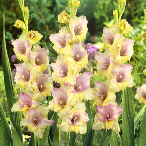 Gladiolus - Mieczyk Wielkokwiatowy Mon Amour PREMIUM (gigantyczna cebulka)