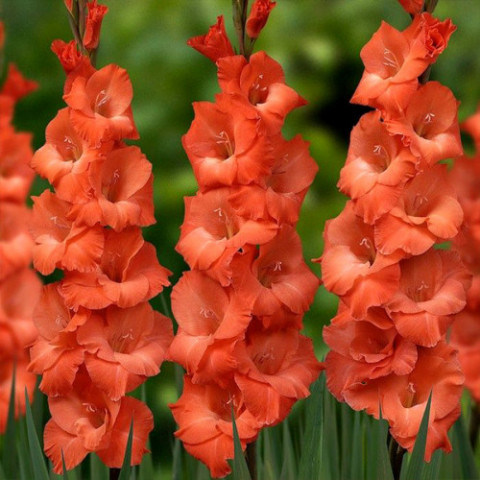 Gladiolus - Mieczyk Wielkokwiatowy Orange King PREMIUM (gigantyczna cebulka)