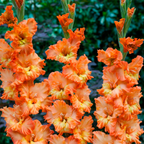 Gladiolus - Mieczyk Karbowany Princess Frizzle PREMIUM (gigantyczna cebulka)