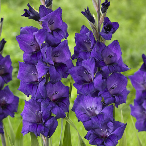 Gladiolus - Mieczyk Wielkokwiatowy Purple Flora PREMIUM (gigantyczna cebulka)