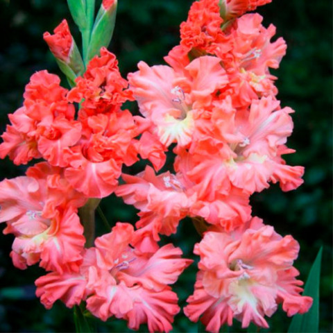 Gladiolus - Mieczyk Karbowany Rik's Frizzle PREMIUM (gigantyczna cebulka)