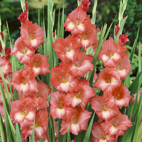 Gladiolus - Mieczyk Wielkokwiatowy Spic and Span PREMIUM (gigantyczna cebulka)