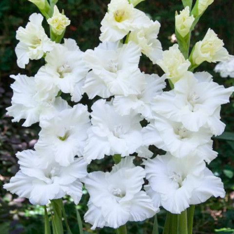 Gladiolus - Mieczyk Karbowany Tarantella Frizzle PREMIUM (gigantyczna cebulka)