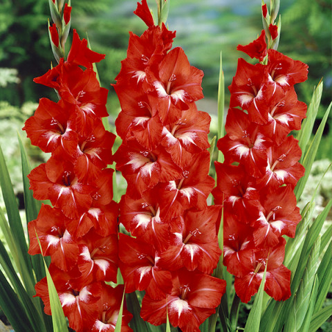 Gladiolus - Mieczyk Wielkokwiatowy Traderhorn PREMIUM (gigantyczna cebulka)
