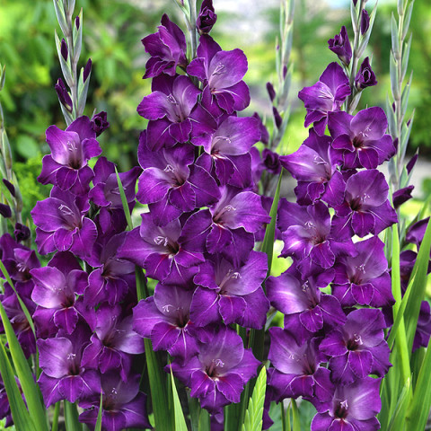 Gladiolus - Mieczyk Wielkokwiatowy Violetta PREMIUM (gigantyczna cebulka)