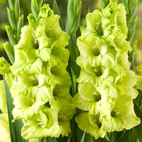 Gladiolus - Mieczyk Wielkokwiatowy Ding Dong PREMIUM (gigantyczna cebulka)