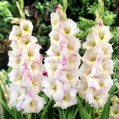 Gladiolus - Mieczyk Wielkokwiatowy Orlando Oferta Specjalna 