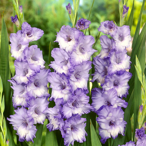 Gladiolus - Mieczyk Wielkokwiatowy Triton (Premium)