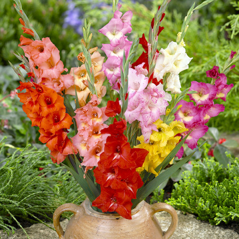 Gladiolus - Mieczyk Botaniczny Karłowy Mix Oferta Specjalna