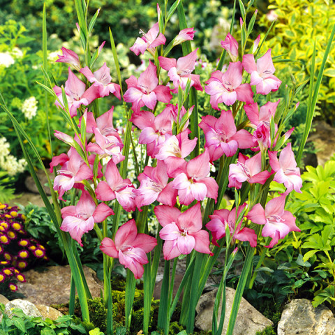 Gladiolus - Mieczyk Botaniczny Karłowy Charming Beauty