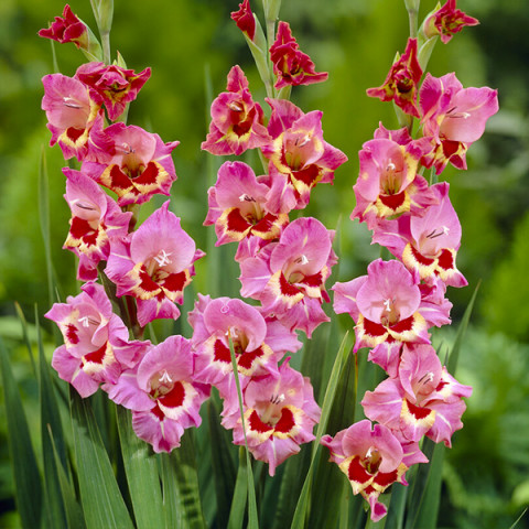 Gladiolus - Mieczyk Botaniczny Karłowy Cindy