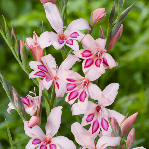 Gladiolus - Mieczyk Botaniczny Karłowy Impressive