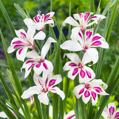 Gladiolus - Mieczyk Botaniczny Karłowy Princ Claus