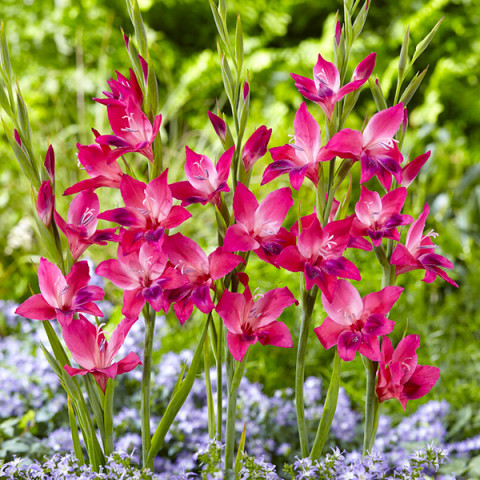 Gladiolus - Mieczyk Botaniczny Karłowy Vulcano