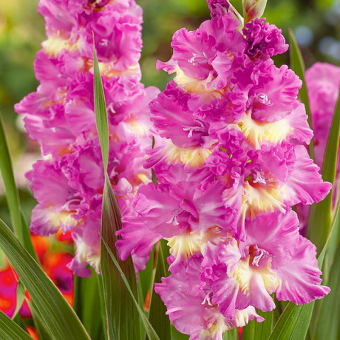 Gladiolus - Mieczyk Wielkokwiatowy Biało-fioletowy 5 szt