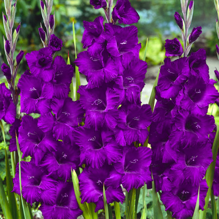 Gladiolus - Mieczyk Karbowany Fioletowy