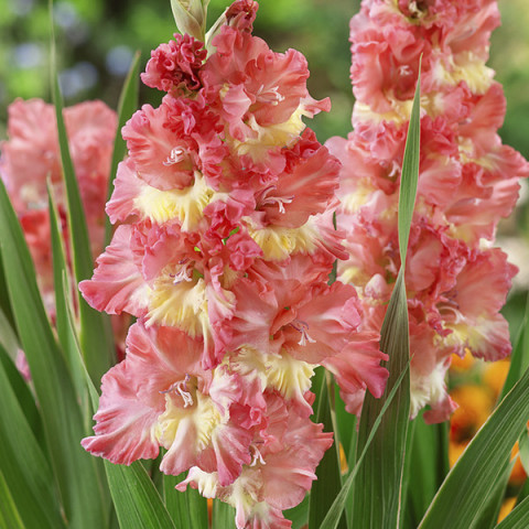 Gladiolus - Mieczyk Karbowany Frizzled Coral Lace