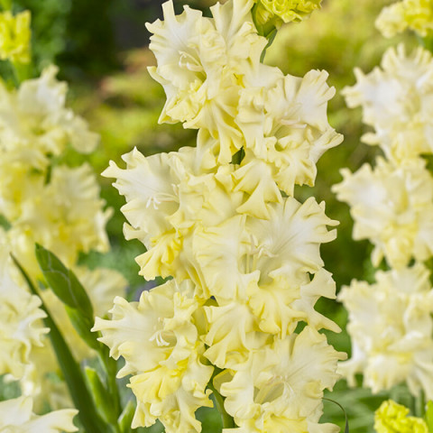Gladiolus - Mieczyk Karbowany Lemon Frizzle